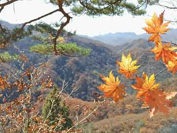 郑州街头高仿版小岳岳走红,可持续发展实施探索_Deluxe86.64