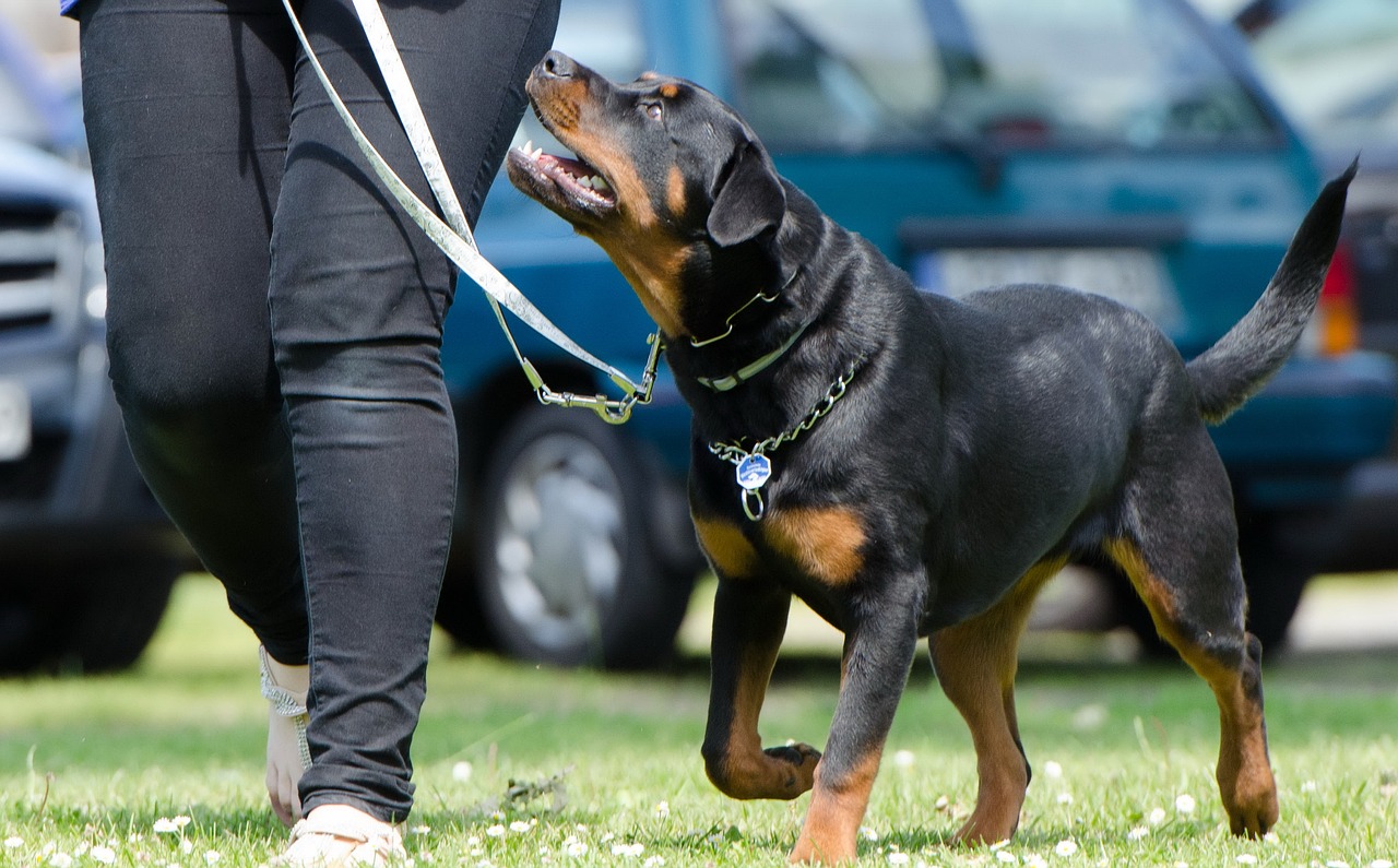 训犬师谈网红狗艾特洗澡死亡，网红狗艾特洗澡死亡背后的训犬师反思